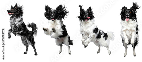 Happy playful Papillon dog jumping and standing in sequence. An adorable isolated pet animal showing collection of energetic cute motion