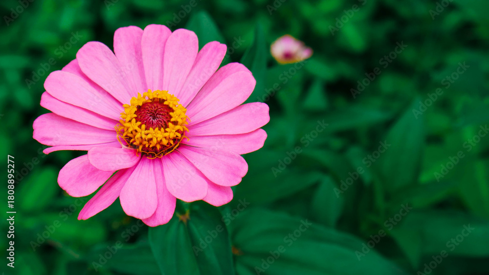 Obraz premium Pink Zinnia Flower on Green Background