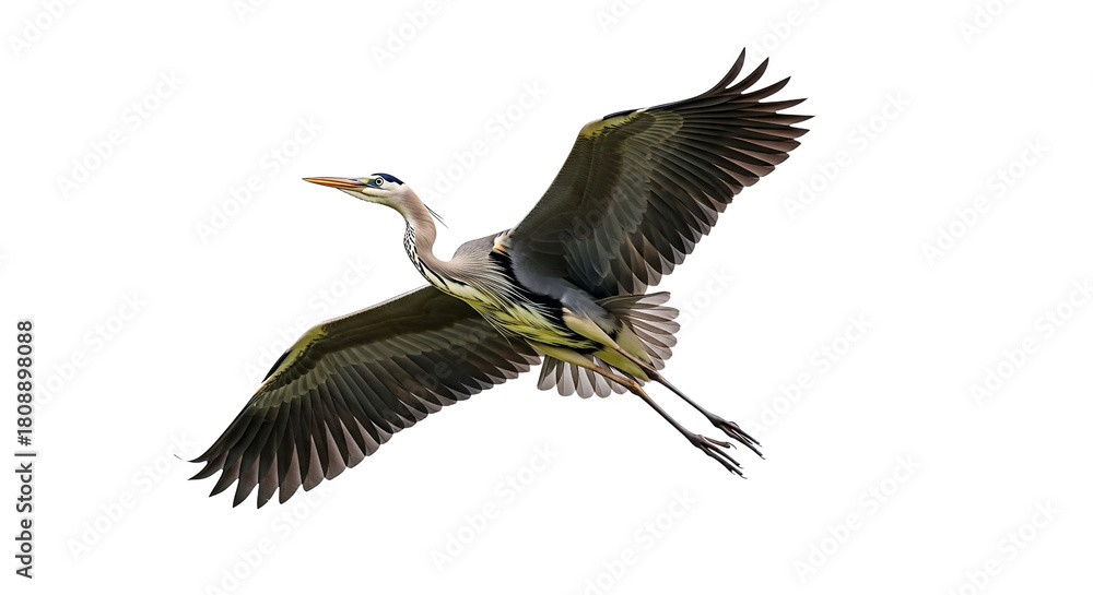 Fototapeta premium Great Blue Heron in Flight with Wings Spread Wide isolated on transparent background, png