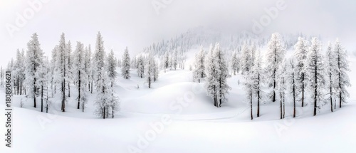 A serene winter landscape featuring a dense forest of snow-laden trees under a misty sky.