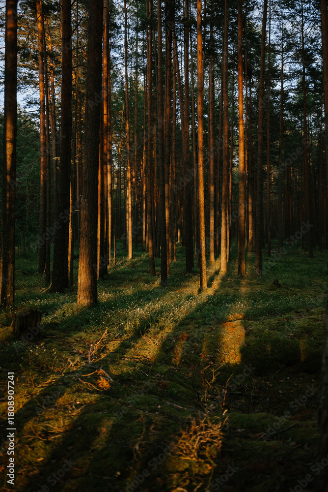 Fototapeta premium Sunlight Filtering Through Tall Forest Pines at Sunset