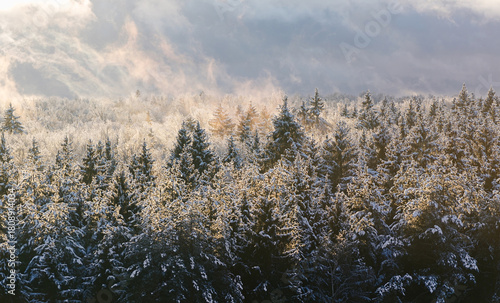 Winter snowy frosted magical fir forest panorama with fog and sunlight. Dramatic mysterious hazy woods landscape
