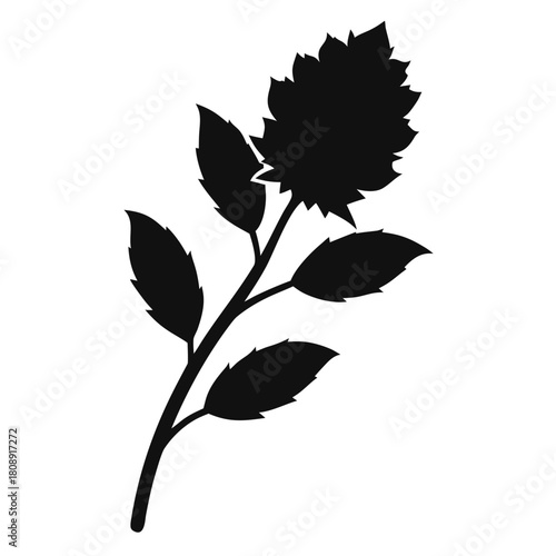 flannel actinotus minor lesser silhouette