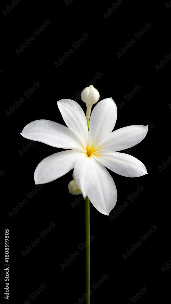 Fototapeta premium The Fragrant Empress: Melati Flower, Melati Blossom: A Timeless Beauty, Whispers of White: The Melati Flower, Star of the Night: Melati's Enchanting Bloom