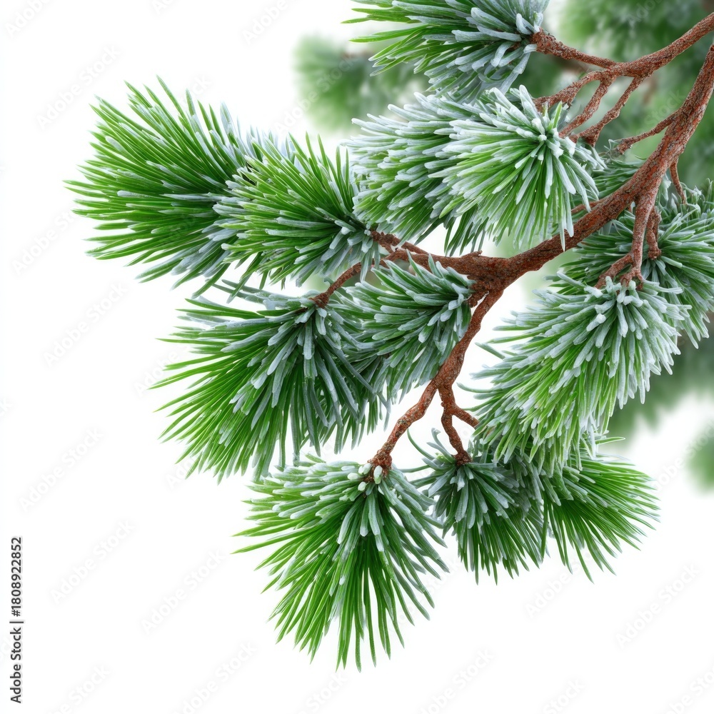 Naklejka premium Frosted pine branch with green needles isolated on white background for winter and christmas designs