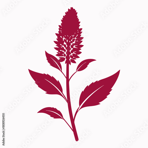 amaranthus flower with branch on white background