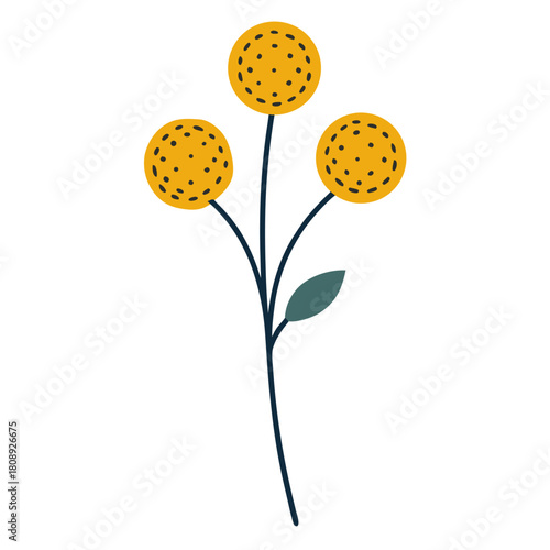 billy buttons flower line art on white background