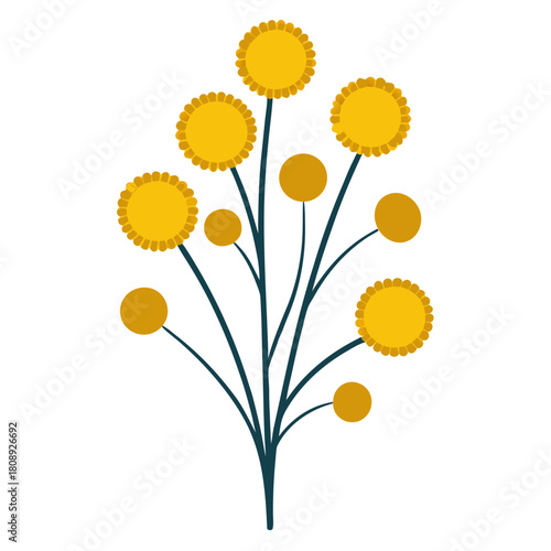 billy buttons flower isolated eon white background