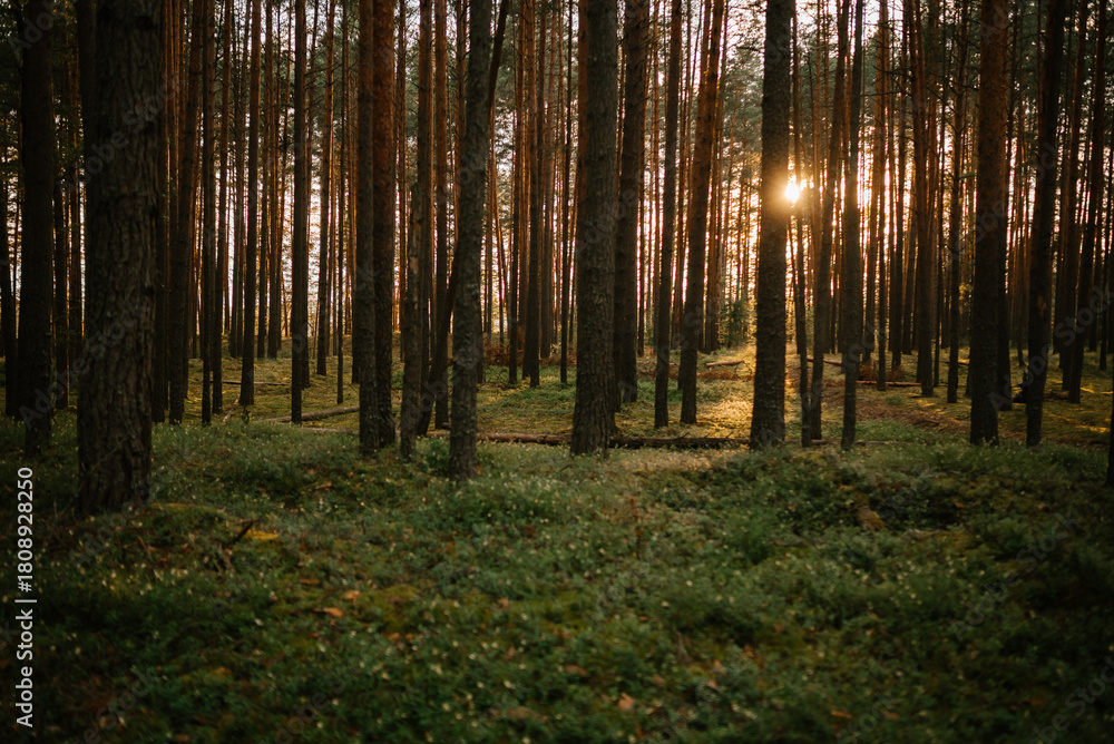 Naklejka premium Sunlight Filtering Through Forest Trees at Dawn