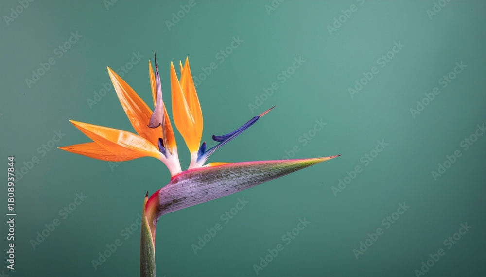 Obraz premium Macro Close-up of Strelitzia Flower Minimalist Style