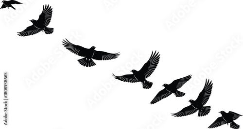 Flying bird silhouette sequence, flock in motion with spread wings, detailed black vector illustration for nature, wildlife, freedom, and flight design