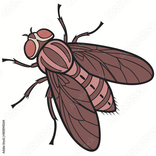 Illustration of a common housefly with detailed wings and segmented body in a top down view