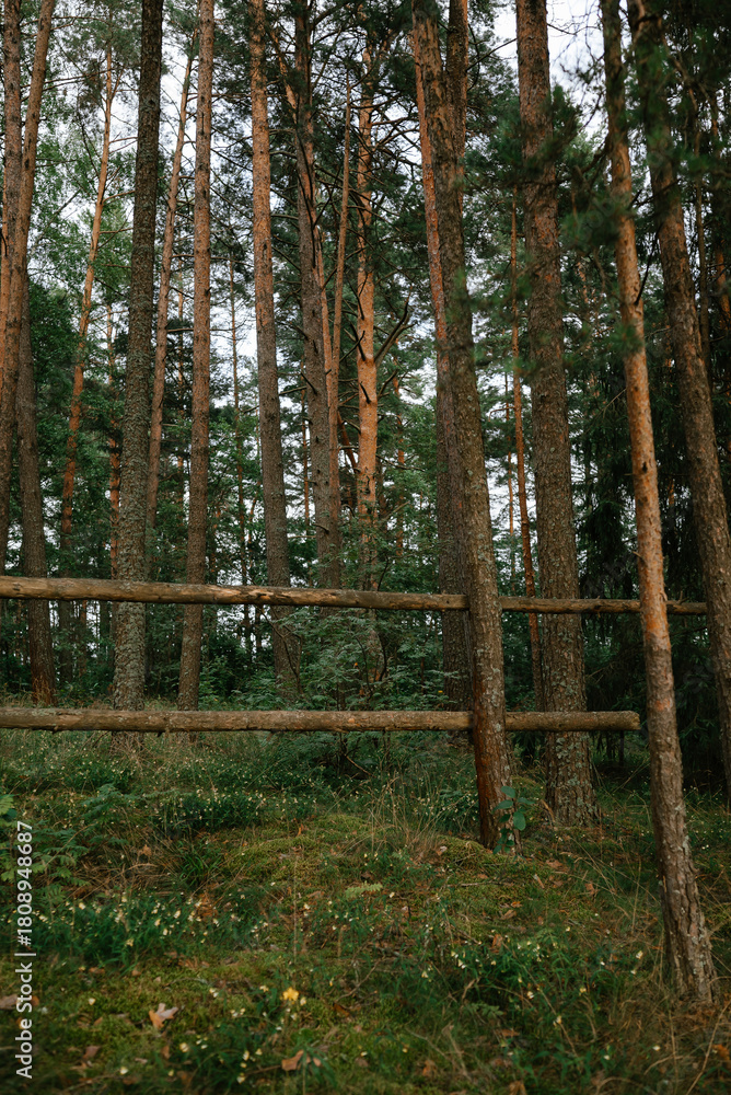 Obraz premium Tranquil Forest Scene with Rustic Wooden Fence