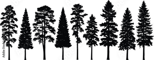 Pine and evergreen tree silhouette collection, forest conifer shapes, detailed black vector illustration of nature woods for outdoor landscape design