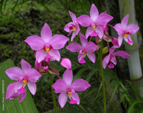 close up of  pretty purple philippine ground orchids in the  monteverde cloud forest  in monteverde, costa rica, central america