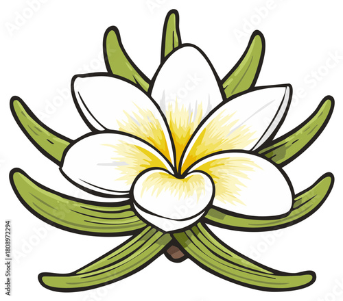 A graphic illustration of a white and yellow vanilla flower surrounded by fresh green vanilla beans