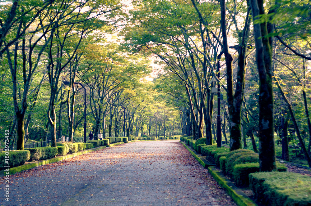 Obraz premium 木々の間から光が差し込む、落ち葉に覆われた秋の美しい並木道