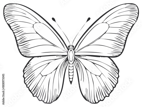 Elegant Butterfly Illustration Black and White Line Art with Symmetrical Open Wings