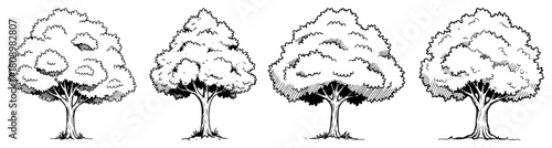 Hand Drawn Deciduous Trees Set Vintage Ink Line Art Illustration