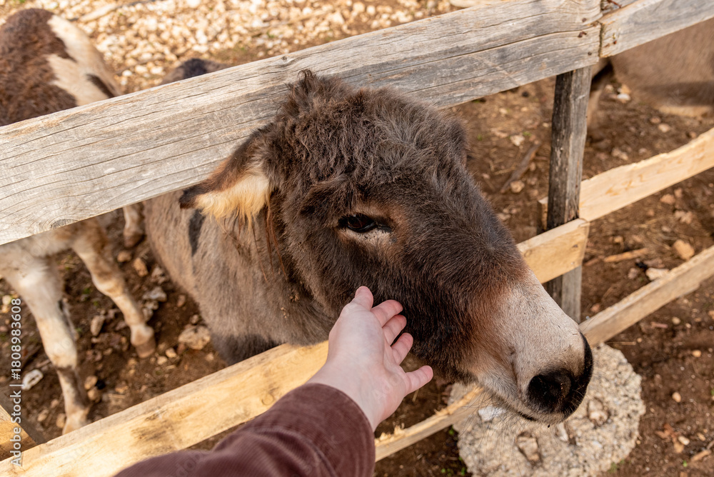 Fototapeta premium Cute fluffy donkey stuck head out stable pen, hand stroke domestic farm animal