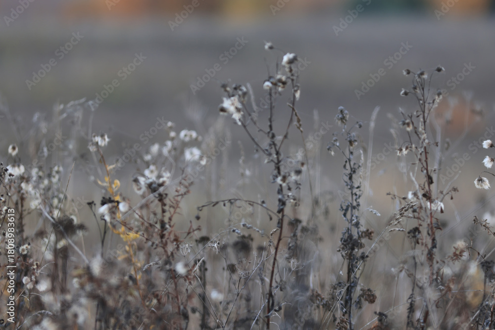 Naklejka premium Dry autumn grass in the field, autumn view background, nature