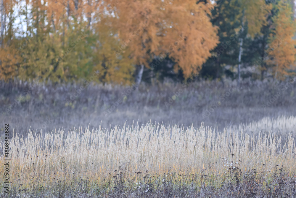 Naklejka premium Dry autumn grass in the field, autumn view background, nature