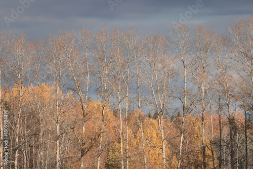 Wallpaper Mural Autumn trees nature landscape, changing seasons photo Torontodigital.ca