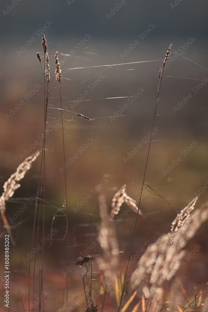 Naklejka premium Autumn nature view, dry grass on a sunny day, the background of the outgoing season in warm tones