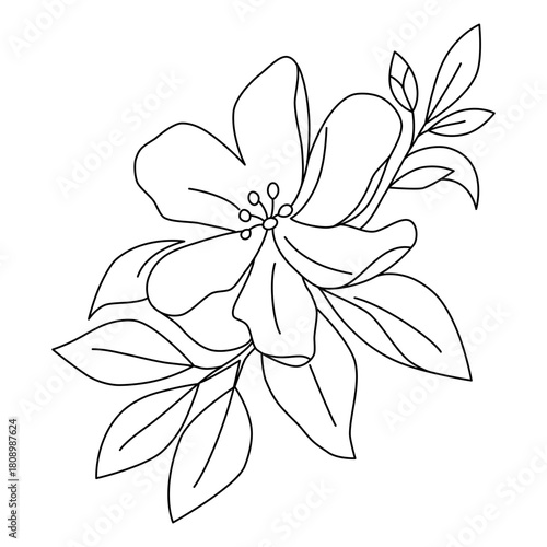 Hand drawn line of jasmine flower,Jasmine flower line art,Sketch floral botany, jasmine flower drawings, Black and white with line art on  white  backgrounds,Vector outline illustration