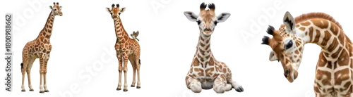 Obraz A collage of four giraffe images showcasing different poses and perspectives of the animal against solid color on transparent background