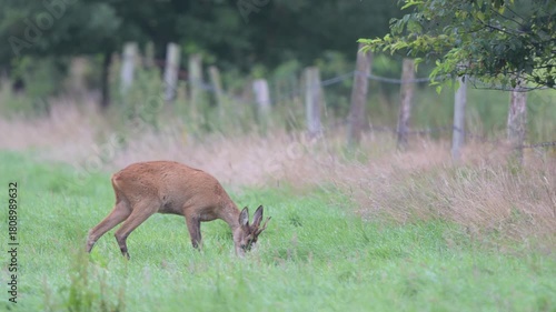 A roebuck stands in a meadow, near a fence, grazing, summer, north rhine westphalia, (capreolus capreolus), germany 