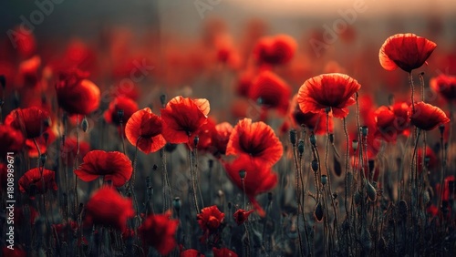 Fototapeta Naklejka Na Ścianę i Meble -  A field of bright red poppies in bloom. Concept Field of red poppies, Poppies in bloom, Spring meadow landscape, Vibrant wildflowers, Golden hour sunlight