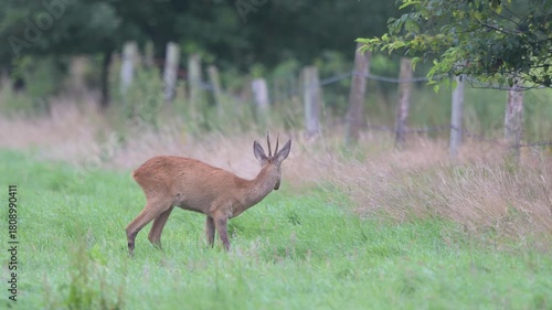 A roebuck stands in a meadow, near a fence, grazing, summer, north rhine westphalia, (capreolus capreolus), germany 