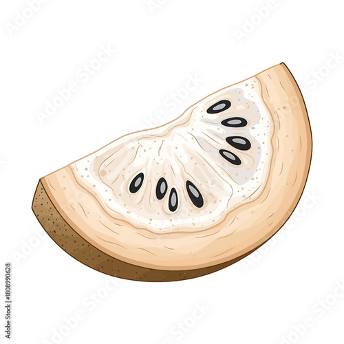Illustration of a porous, spongelike biological structure with many holes