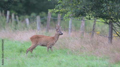A roebuck stands in a meadow, near a fence, and looks attentively, summer, north rhine westphalia, (capreolus capreolus), germany 
