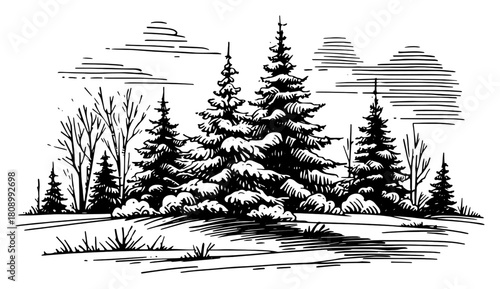 Winter Forest Landscape with Pine Trees and Snow in Vintage Engraving Style