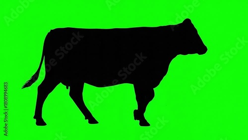 Wallpaper Mural Green Screen Cow Silhouette Walking Animal Video for Chroma Key Farming Footage and VFX Editing Torontodigital.ca