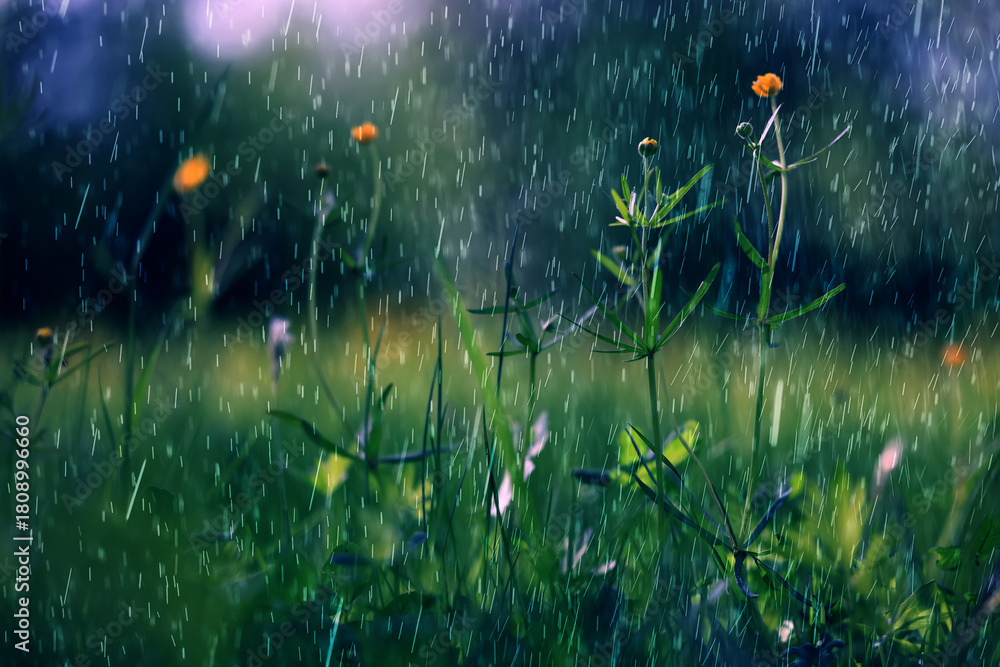 Naklejka premium summer rain on the background of green grass, drops in motion background of fresh nature