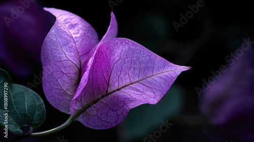 Vivid purple Bougainvillea blooms