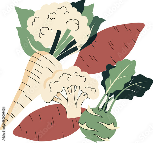 Flat illustration of cauliflower parsnip sweet potato and kohlrabi