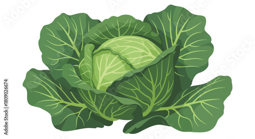 A detailed vector illustration of a fresh green cabbage with large, veined leaves, isolated on a clean white background.