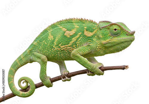Isolated Panther Chameleon Perched on Branch, Tropical Reptile in Greens and Yellows, Wildlife
