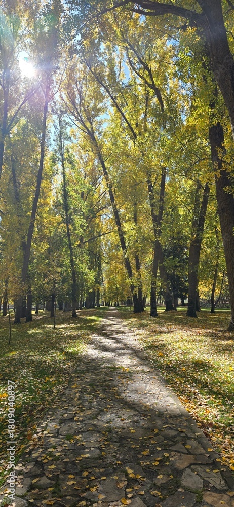 Naklejka premium Bosque en otoño. 
