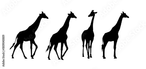 Giraffes silhouettes set - vector illustration