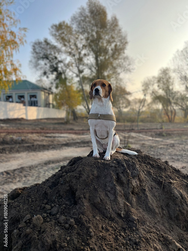 Two year old estonian hound dog sitting on the soil hill in the morning light