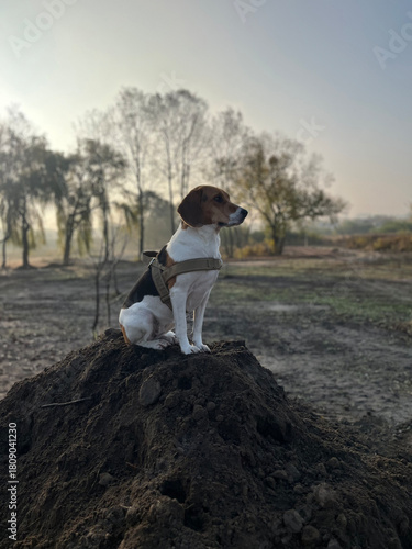 Two year old estonian hound dog sitting on the soil hill in the morning light