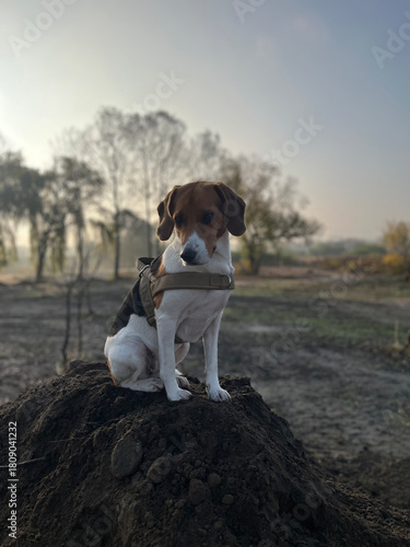 Two year old estonian hound dog sitting on the soil hill in the morning light