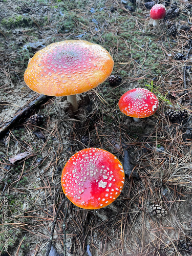 Fly Agaric or Amanita Muscaria in the autumn forest