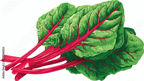 Vector illustration of fresh red chard isolated on a white background