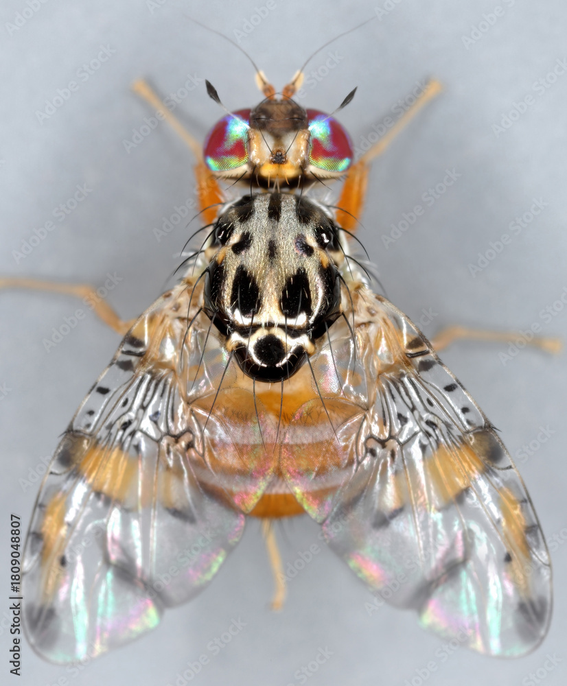 Fototapeta premium Mediterranean fruit Fly (Ceratitis capitata) emerged from an ripe fruit.